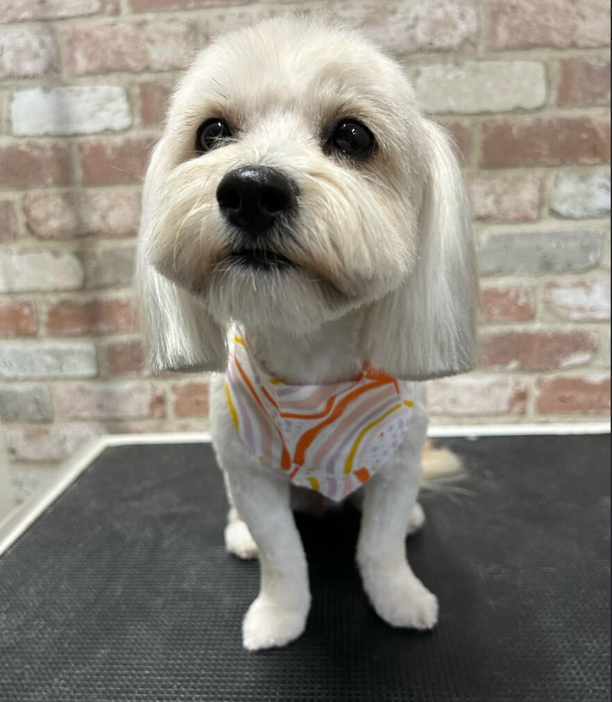 Land of Paws add ons