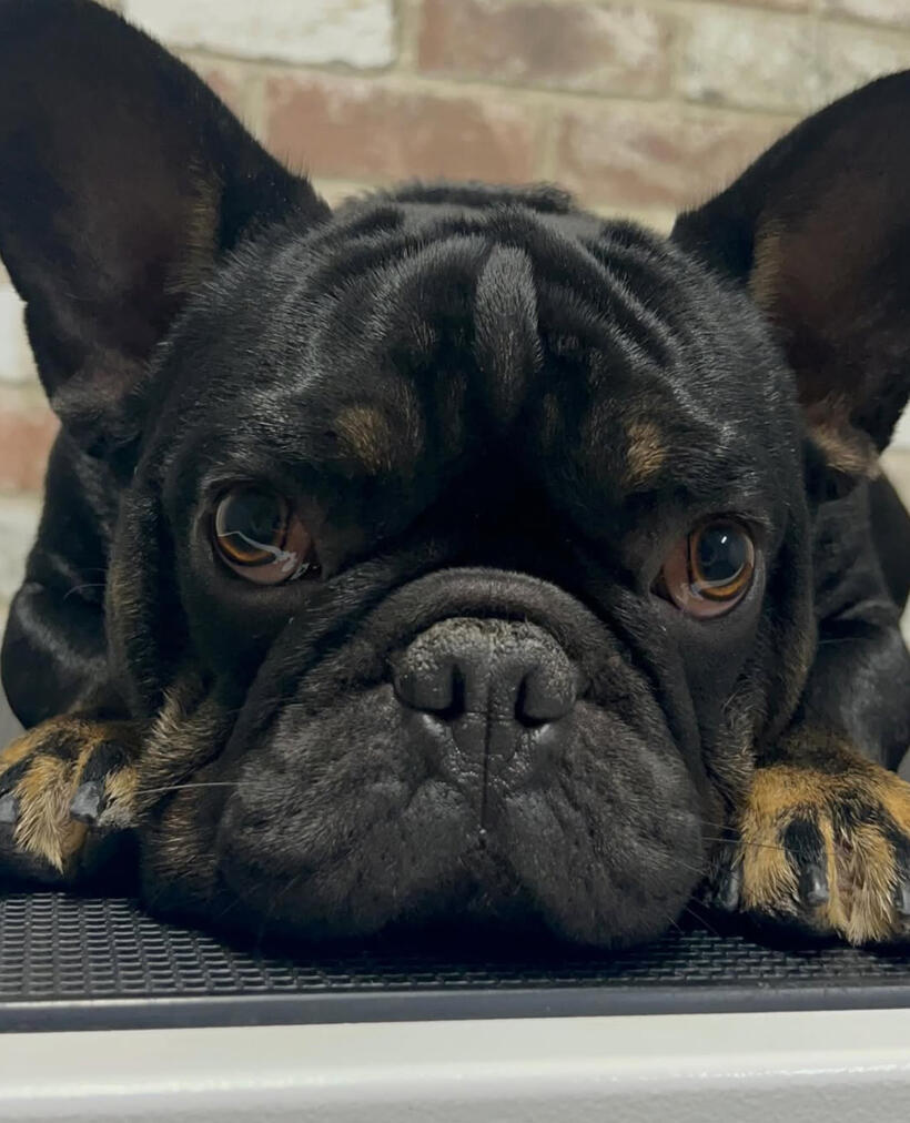 Land of Paws double coated breeds