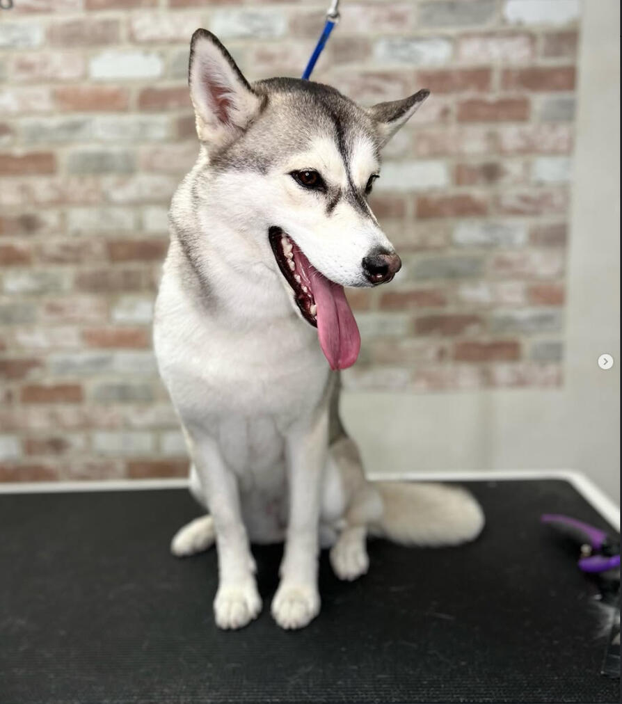 Land of Paws full service grooming