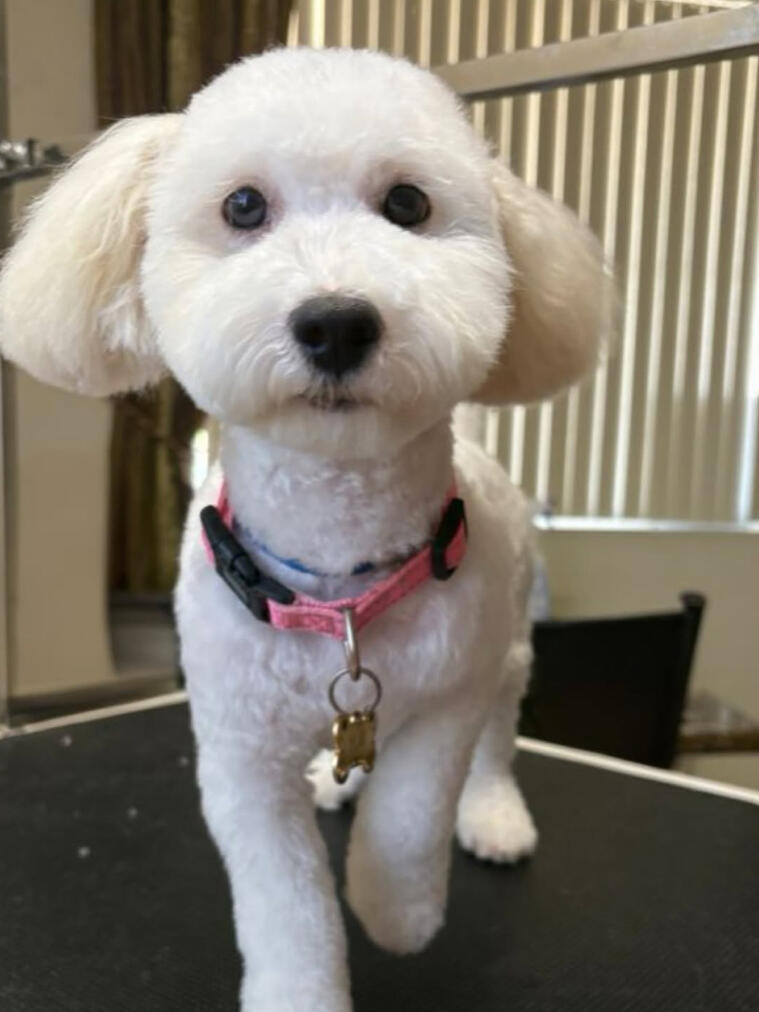 Land of Paws full service grooming