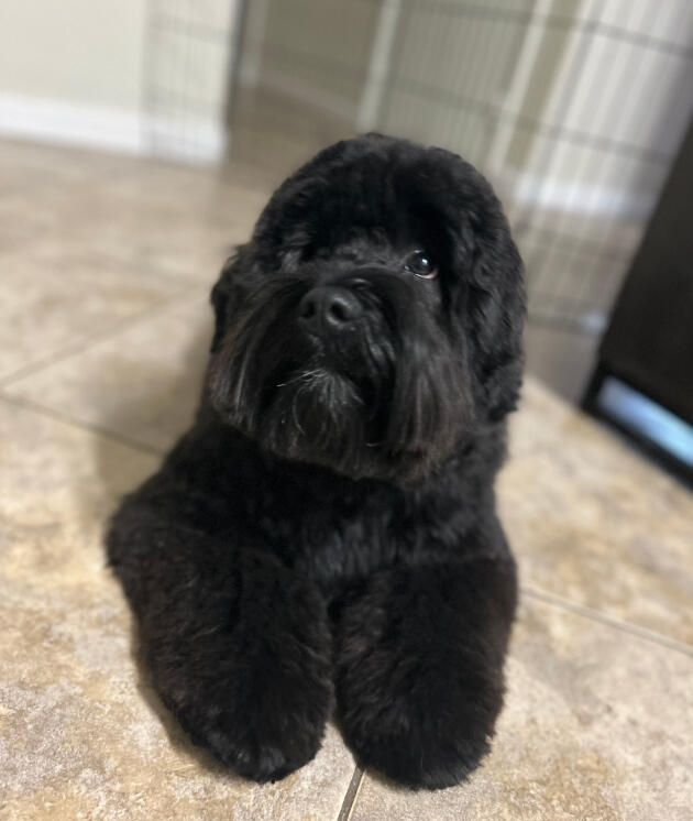 Land of Paws full service grooming