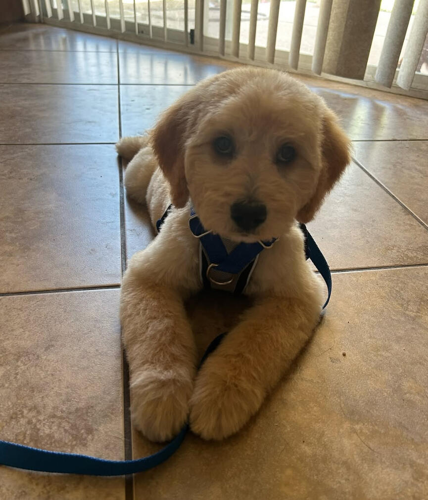 Land of Paws bath and brush services